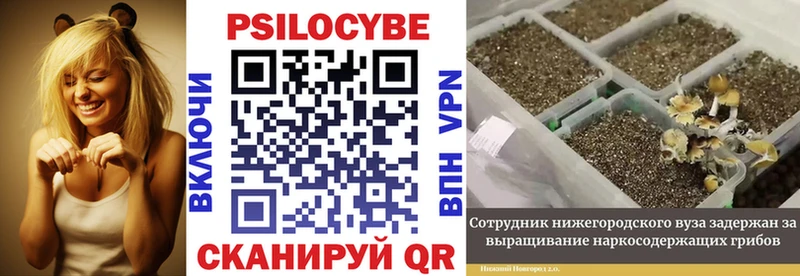 Галлюциногенные грибы Psilocybe  как найти   Всеволожск 